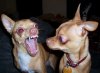 angry-dog.jpg