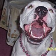 imapitbull