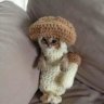 Kitten